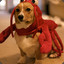 LobsterDog