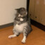 Peke