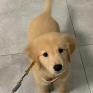 爱上邻家极品少妇