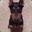 Texas Dobie