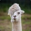 Emo Hipster Transgender Llama