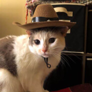 Meowdy