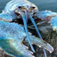 Avatar of player siniy lobster