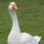 EasterGoose