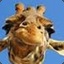 Dr. Giraffe