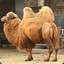 CamelEmperor