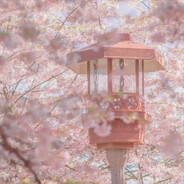 bing bong bounce's avatar