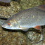 Rutilus Rutilus