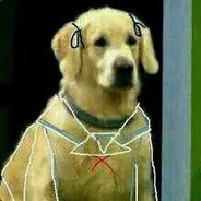 金毛败犬不要哭