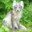 Seidenfuchs