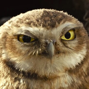 OWL avatar