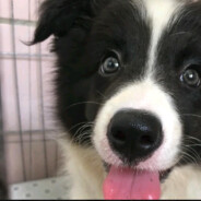 Поврежденная кор