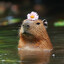 Mr.CaPyBaRa