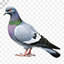 Seven Million Pigeons