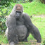 Gorilla_Grodd