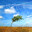 The Wind