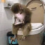 pooping monkey