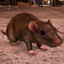 ratman