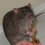 ratpunx
