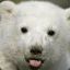 Knut&#039;