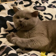 这个皮筋真难啃