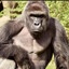 Harambe SKINS
