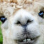 ALPACASOR_ZAICO