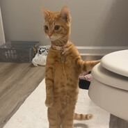 ·✦°✧｡･Rozalia ·｡✧