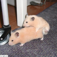 Hamstur Ballz