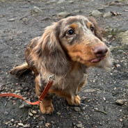 ♥Dobby_the_Sausage_Dog♥