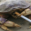 SMOKE-CRAB
