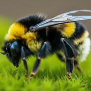 Чмель Моховий