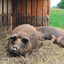 MangalitzaBucoasa