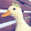 Zoe, Commissar of Ducks