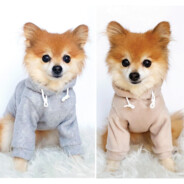 Sweater Puppies