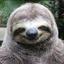 Chillsloth