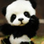 Pandinha045