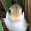 fishburd