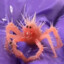Baby Crab