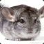 Ruler Of Chinchillas {Velk.ca}