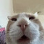 ♥Silly Cat♥