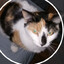 Kitter