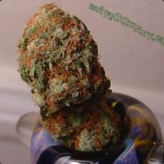 ŧħε ρσρε ο₣ Đδρέ