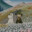 Van Gogh