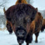 bison