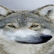 Только волк волк