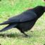 Crow