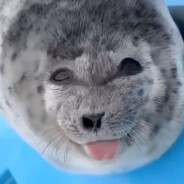 seal