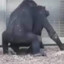 gorilla sexo