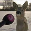Interview Deer